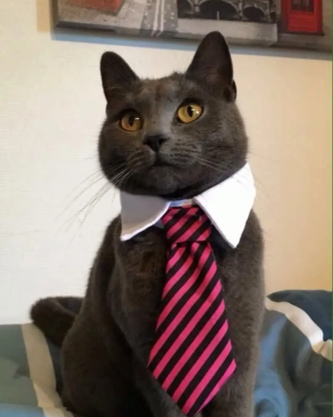 Professional portrait of Cat wearing